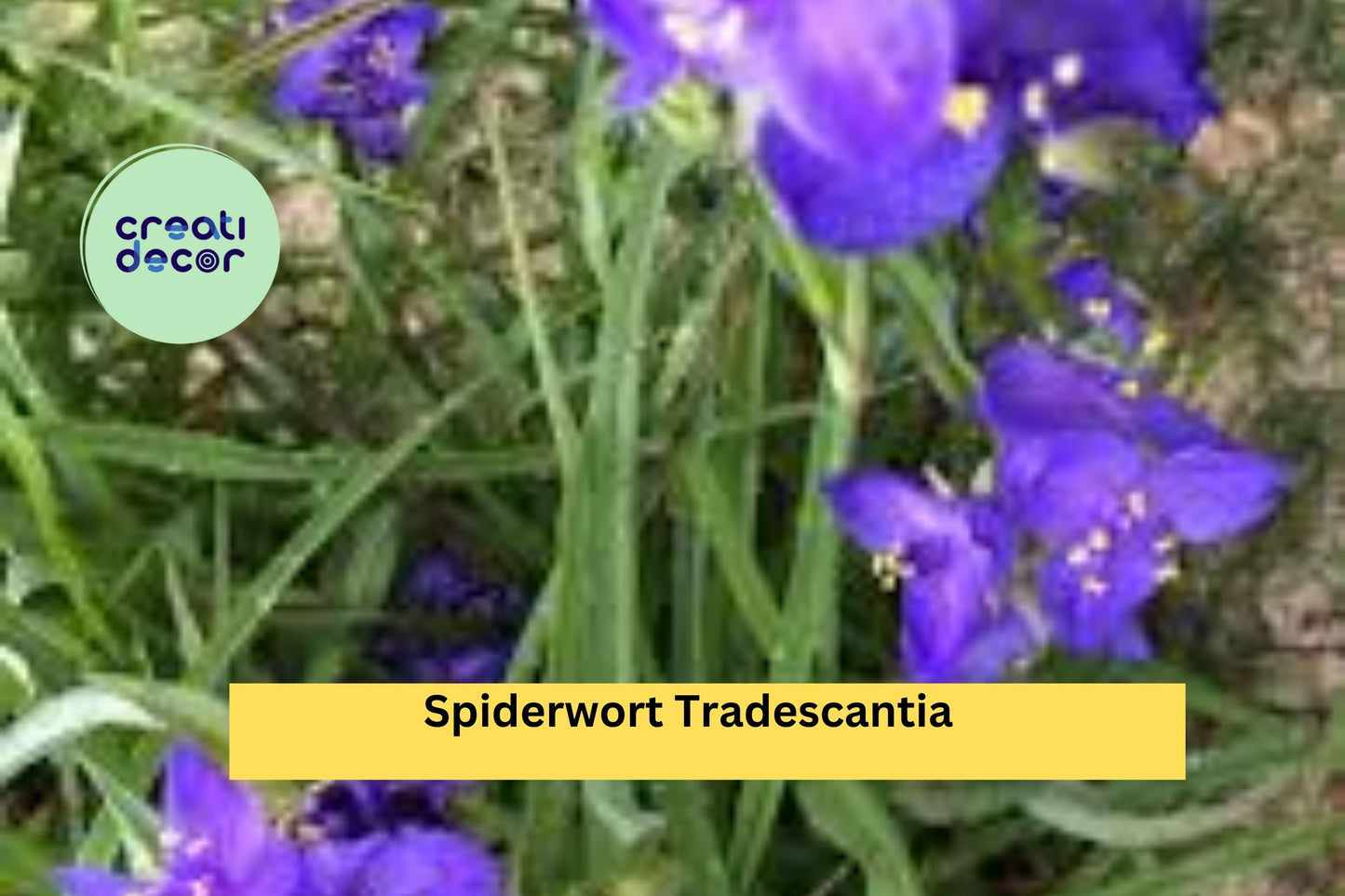 25 Spiderwort Plants – Tradescantia Bare Root Rhizomes, Hardy Perennial with Purple Flowers, Easy to Grow Garden or Border Plants