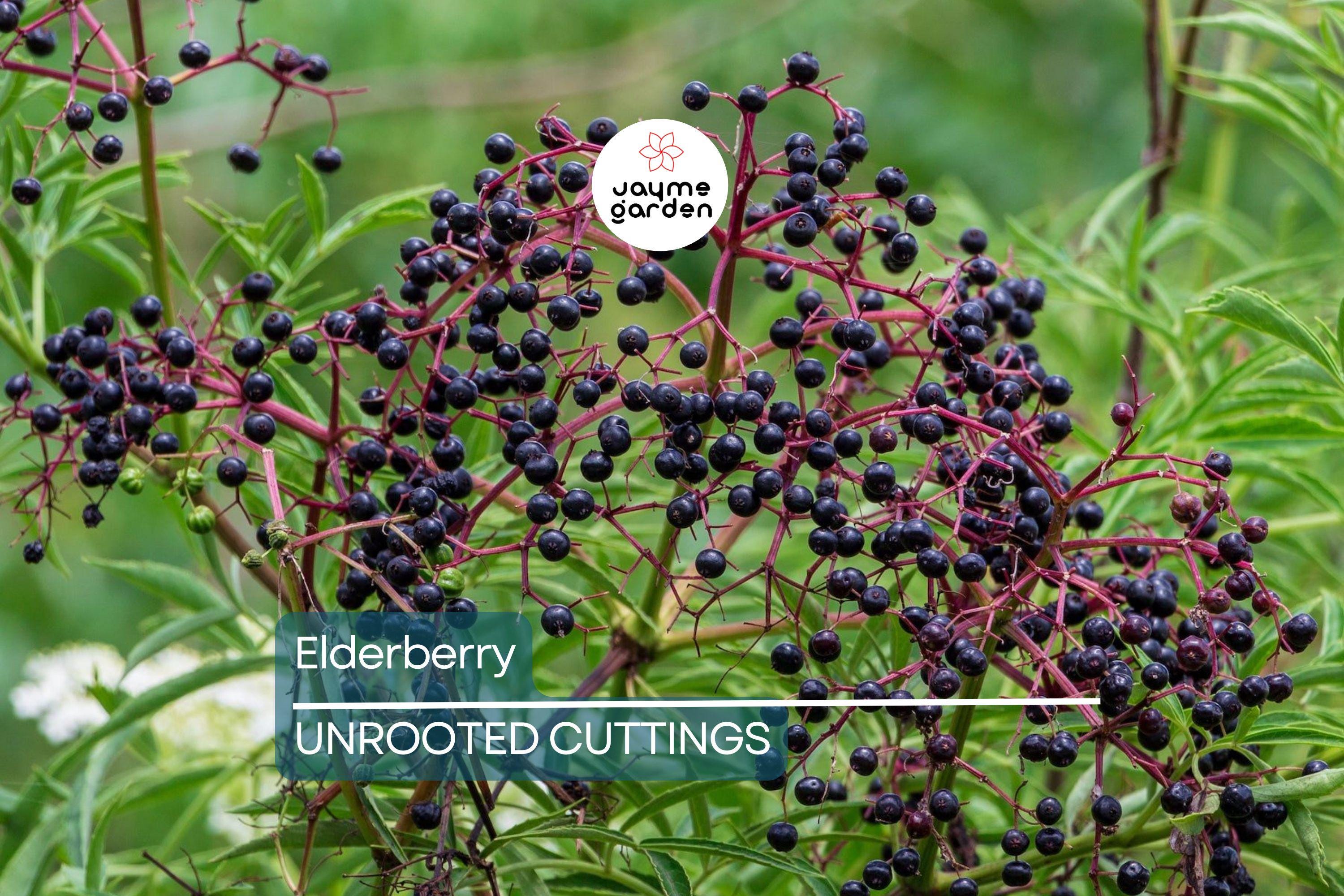 12 Elderberry Cuttings (6 York & 6 Adams) | 6-12" Hardwood Cuttings | Root Easily, Hardy in Zones 3-9 | Berry and Pollinator Bush Starter