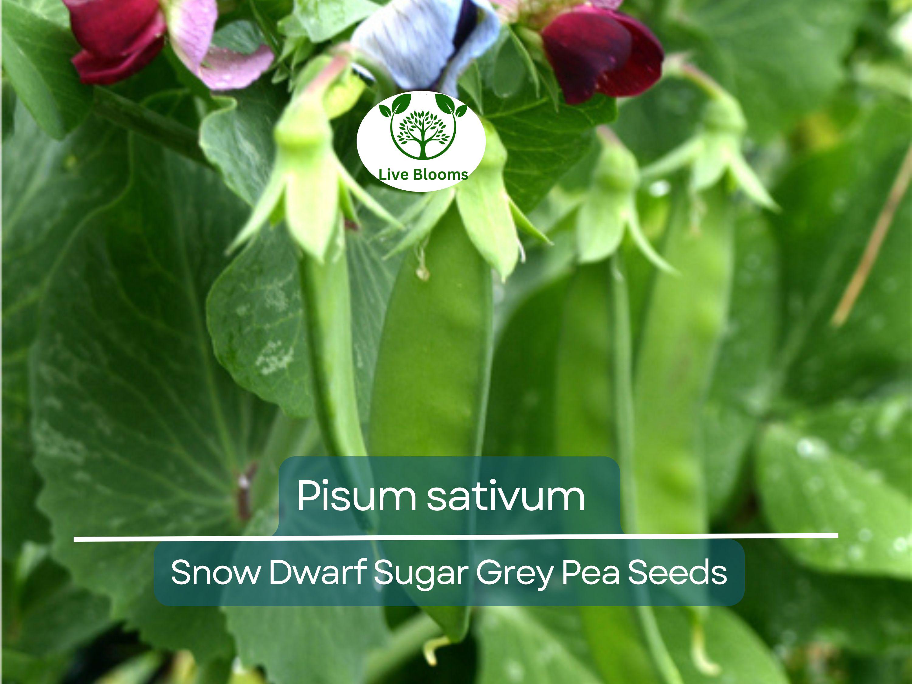 40 Seeds Pea Snow Dwarf Sugar Grey – Pisum sativum | Heirloom Snow Pea Seeds for Planting, Gardening & Crisp Sweet Harvests