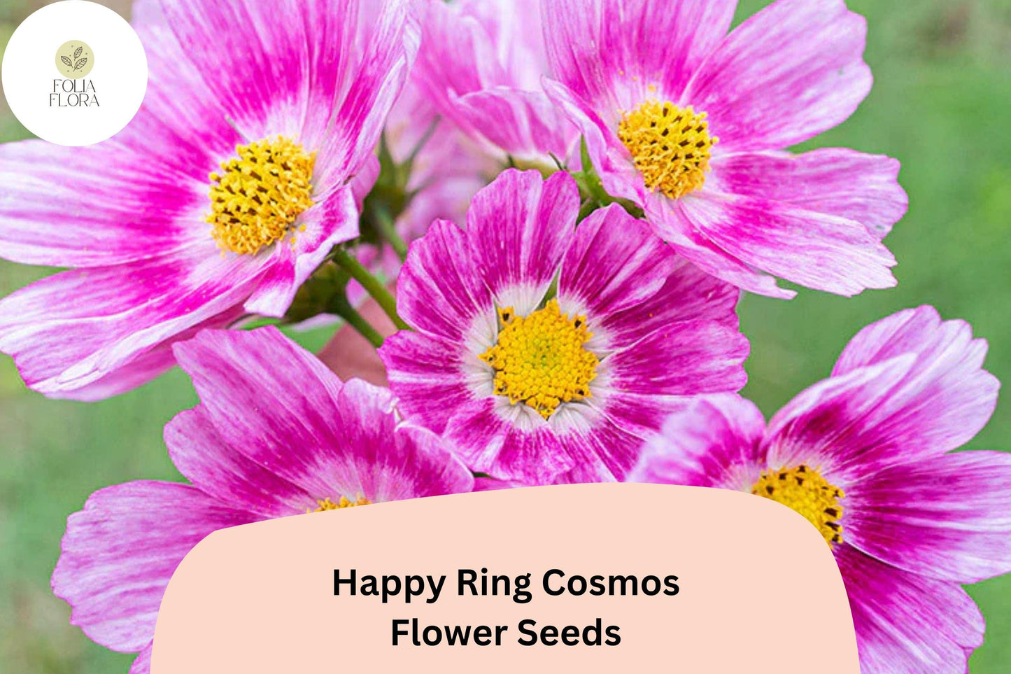200+ Happy Ring Cosmos Seeds | Cosmos Bipinnatus Bicolor Pink White Blooms | Garden & Pollinator Flower Seeds