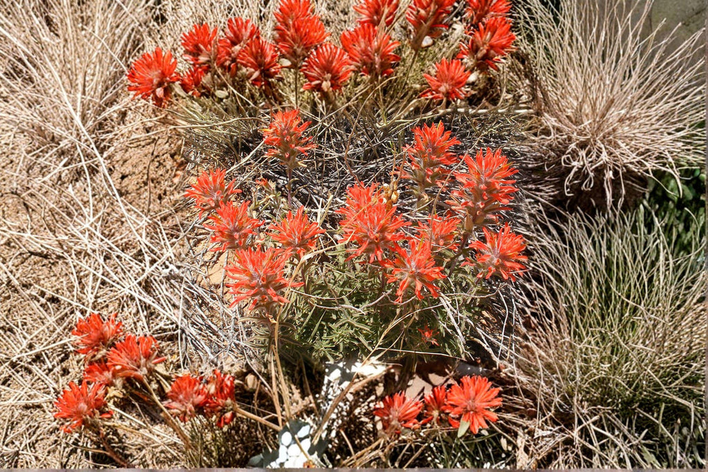 Castilleja Angustifolia Indian Paintbrush Seeds – 300 Native Prairie Wildflower Seeds