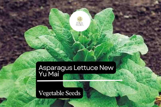 500mg Asparagus Lettuce New Yu Mai Seeds Lactuca sativa for Planting | Heirloom Asian Greens Crisp Stems & Tender Leaves