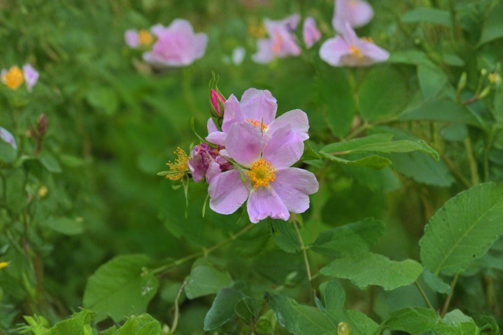 Common Wild Rose Seeds – Rosa woodsii | 25 Seeds | Native Mountain & Prairie Flower