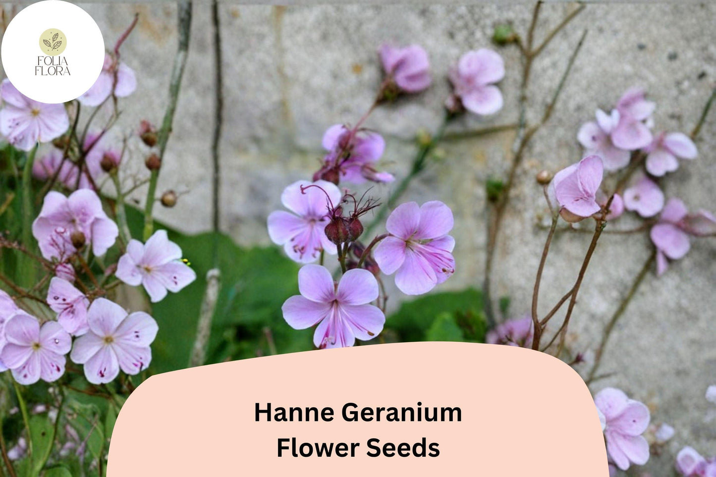 25+ Hanne Geranium Seeds | Pink Zonal Pelargonium | Bright Garden Flower Seeds