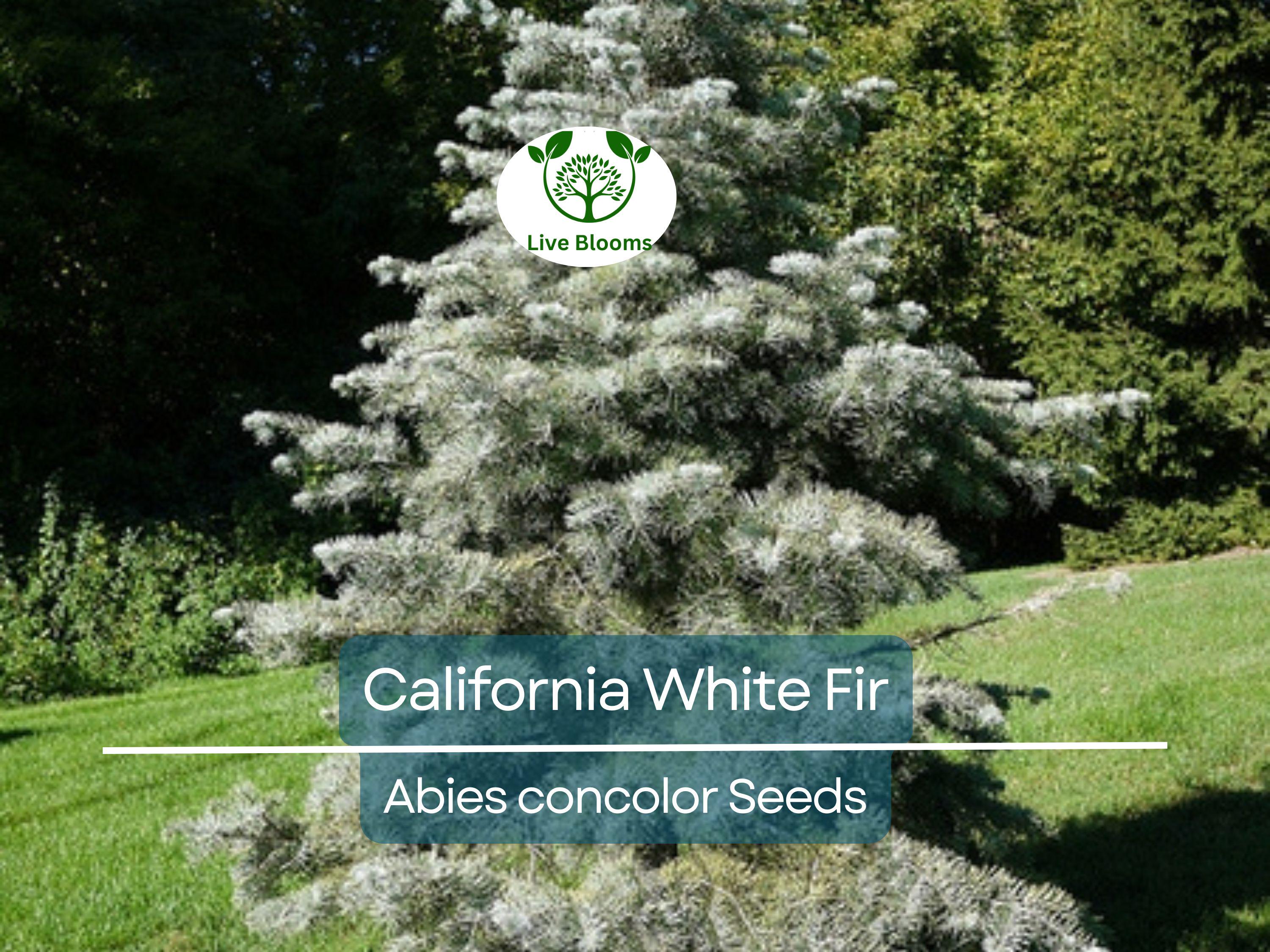 30 California White Fir Tree Seeds (Abies Concolor) | Pine, Evergreen, Hardy Conifer for Landscaping, Reforestation & Garden