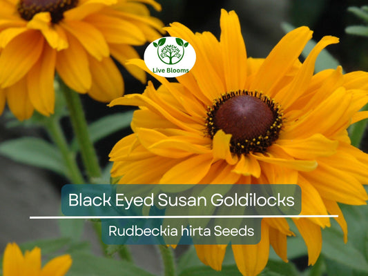 100 Seeds Black Eyed Susan Goldilocks Rudbeckia Double Blooms - Rare, Non-GMO, Perennial, Vibrant Flowers, Pollinator-Friendly