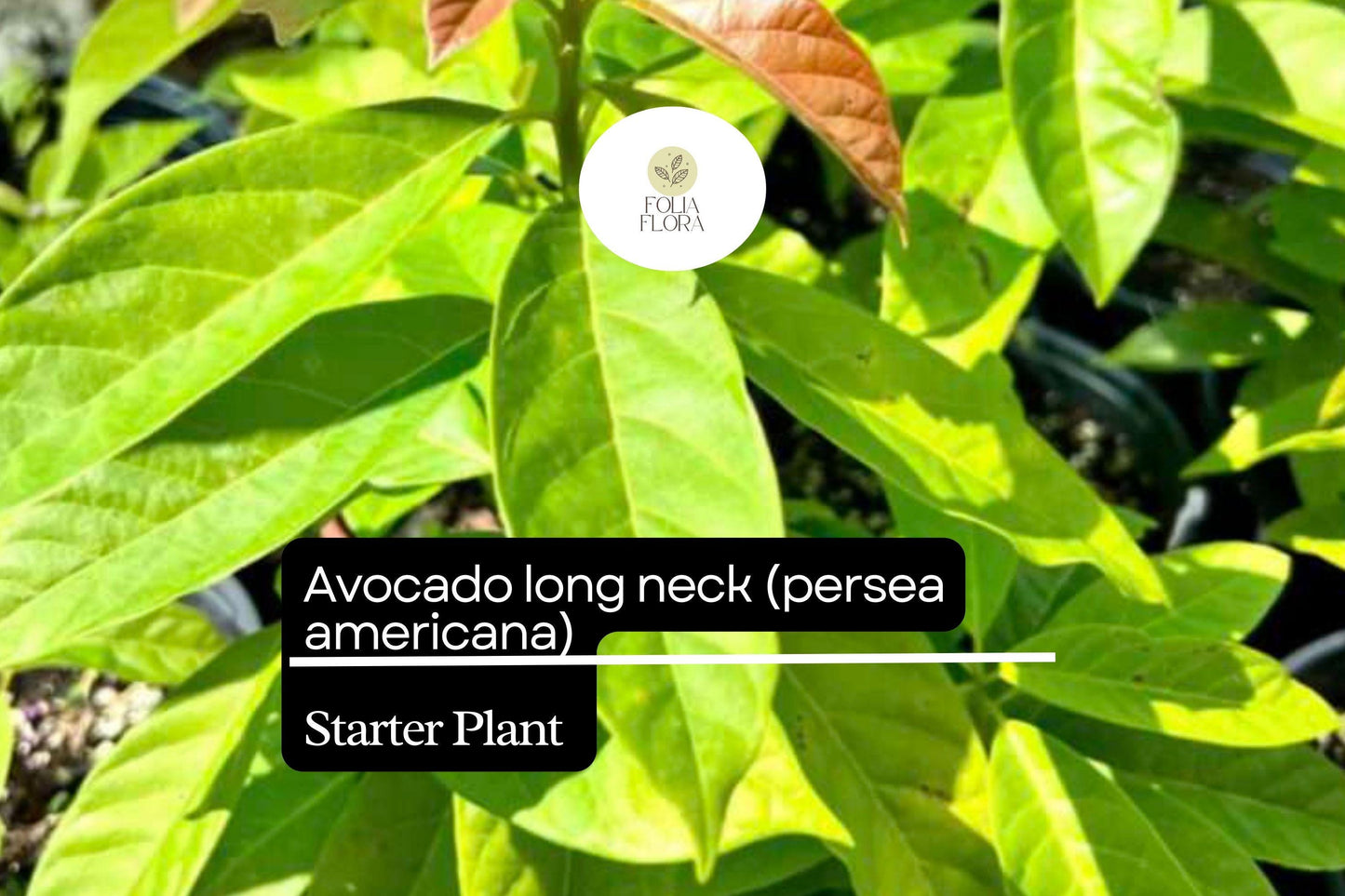 1 Starter Plant Avocado Long Neck (Persea americana) Tropical Big Fruit Tree 2′-3′