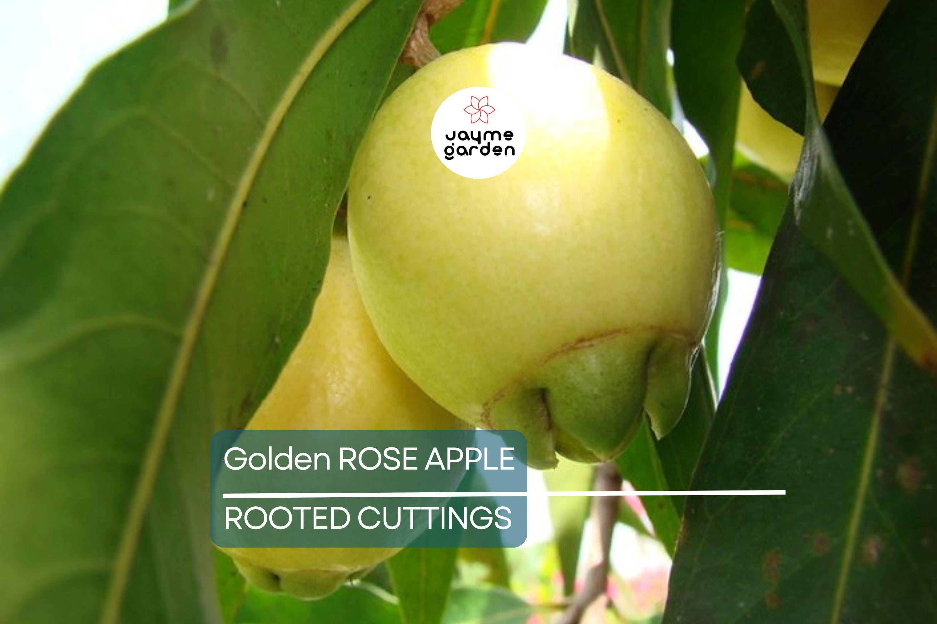 Golden Rose Apple Tree - Syzygium Jambos - Tropical Fruit Seedling, 4”+ Tall, Fast-Growing, Ready to Plant