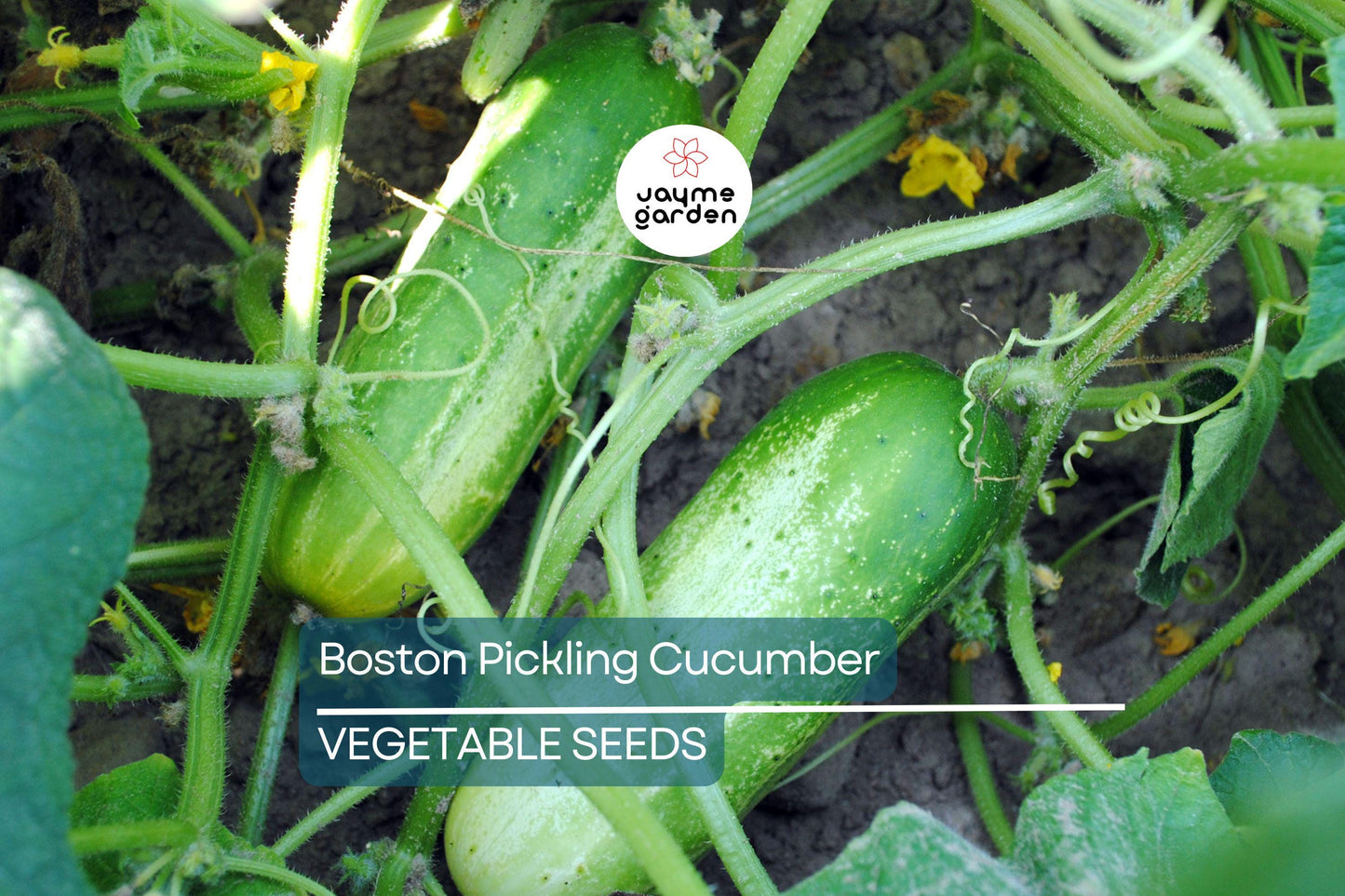 75 Boston Pickling Cucumber Seeds – Heirloom, Non-GMO, Perfect for Pickling, USA Seller