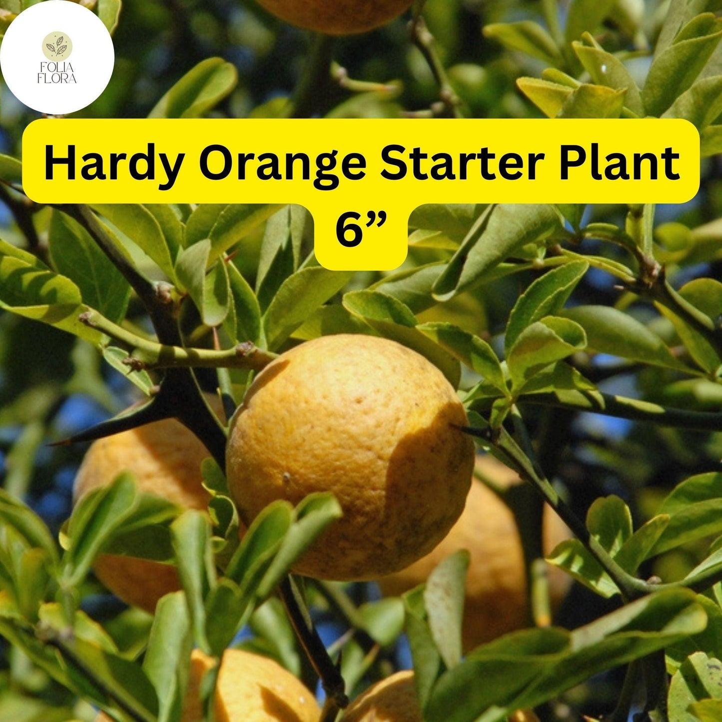 1 Poncirus trifoliata Hardy Orange Tree 6” Fully Rooted Seedling - Cold Hardy Citrus Plant Ready to Grow