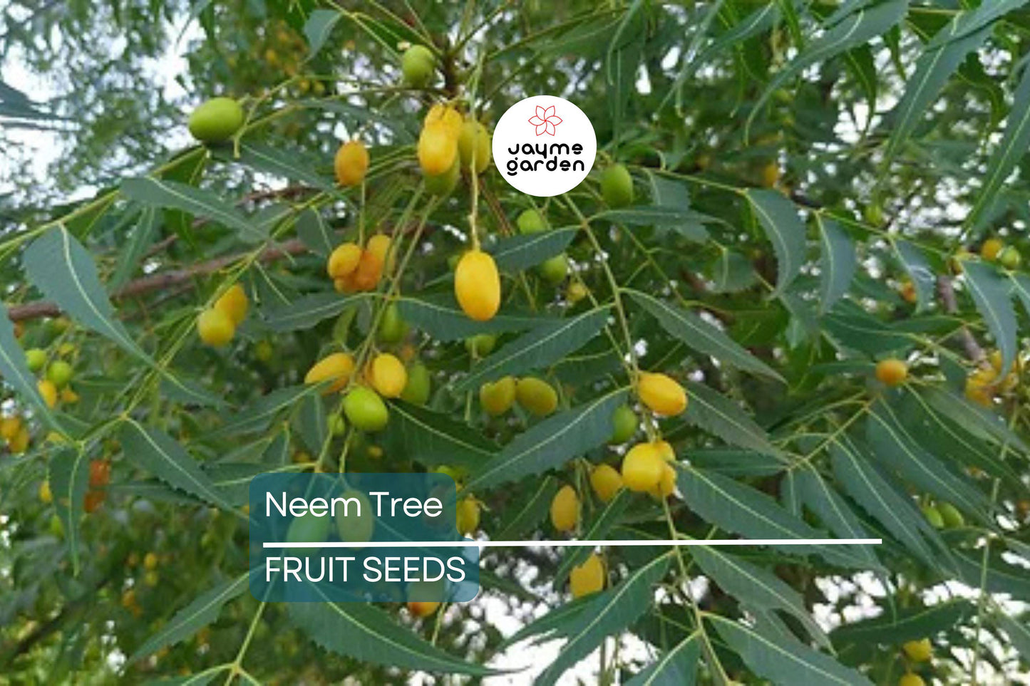Rare Neem Tree Seeds - Azadirachta indica, 50-65 ft Tall, USDA Zones 10-12, Full Sun, Well-Drained Soil, 10 Seeds per Pack