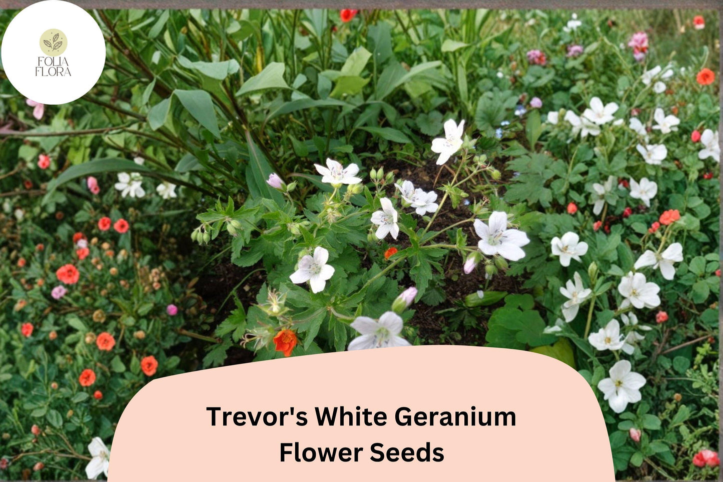25+ Trevor’s White Geranium Seeds | Hardy Perennial Cranesbill | White Blooms for Garden Beds and Borders
