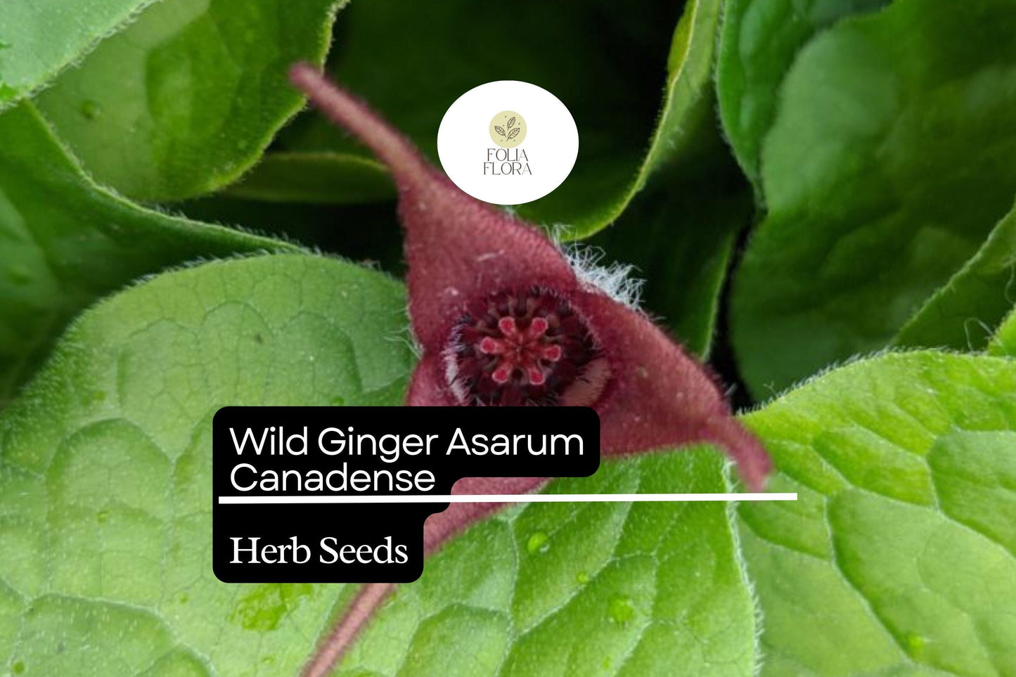 Wild Ginger Seeds 100mg | Asarum canadense | Shade-Loving Perennial Groundcover, Native Herb, Pollinator Friendly, Non-GMO
