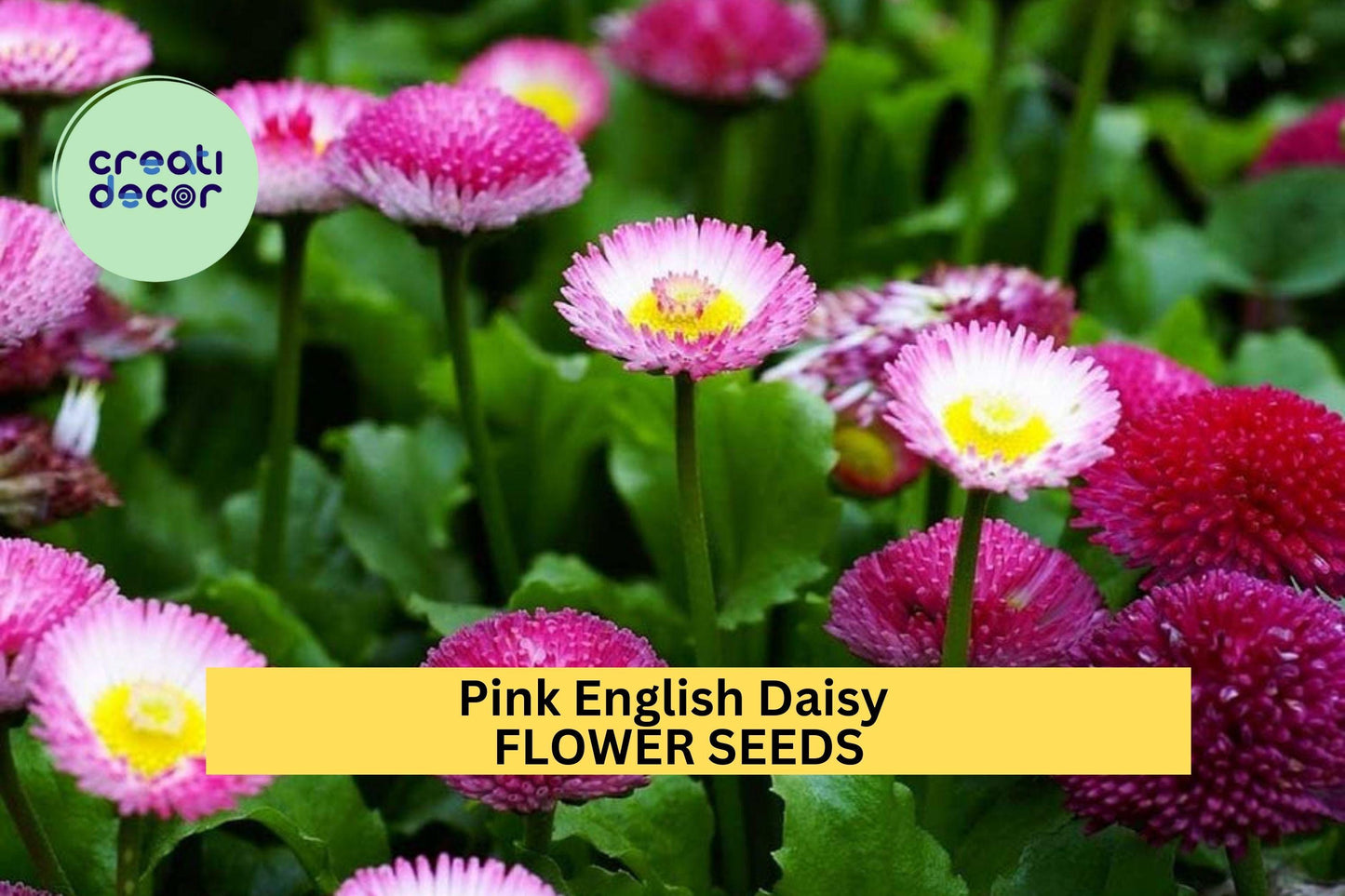 200+ Pink English Daisy Seeds – Rosy Button-Like Blooms for Garden Planting, Charming Perennials for Borders & Containers – USA