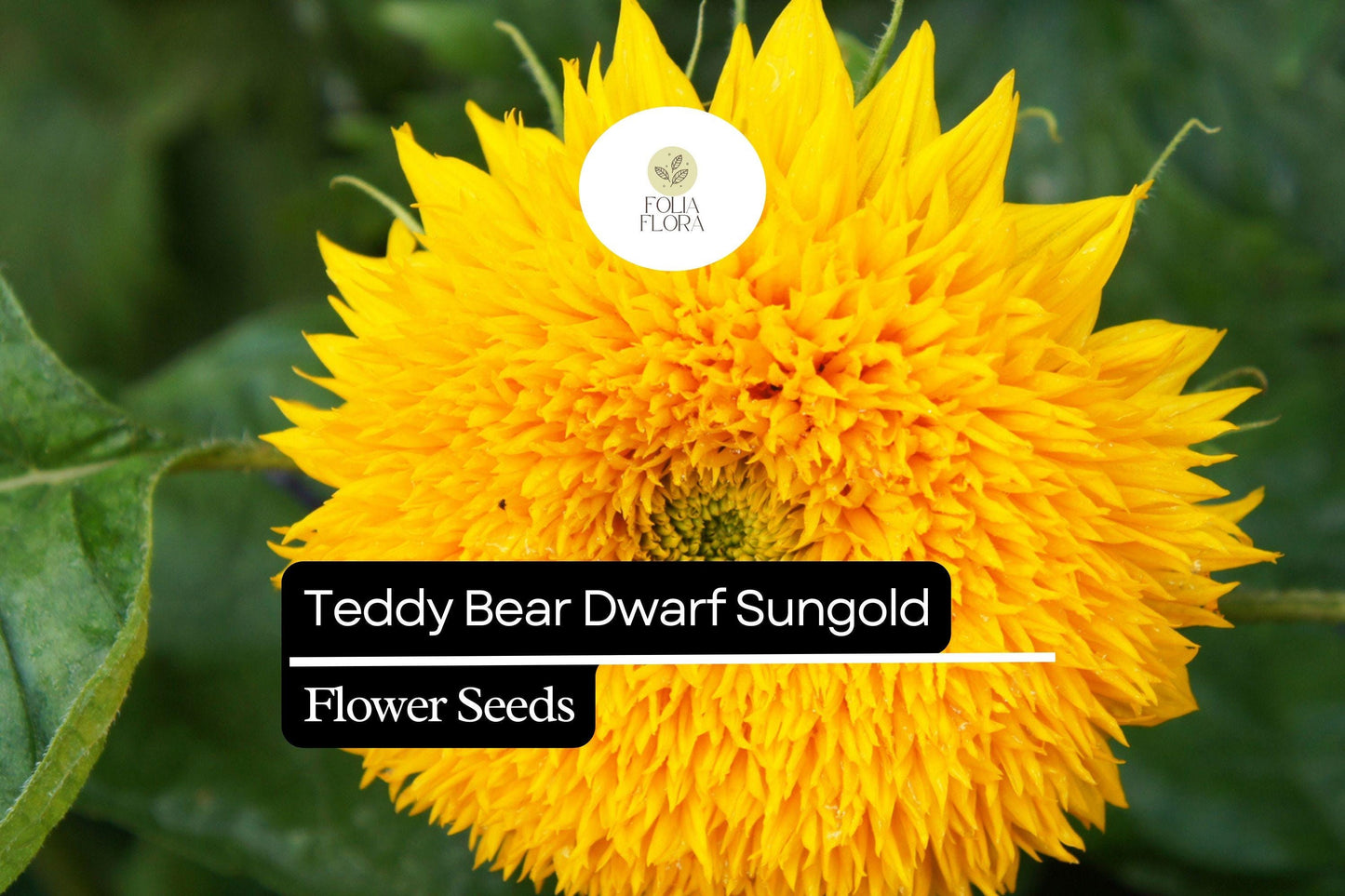 1g Teddy Bear Dwarf Sunflower Seeds, Sungold, Compact Double-Blooming Sunflowers
