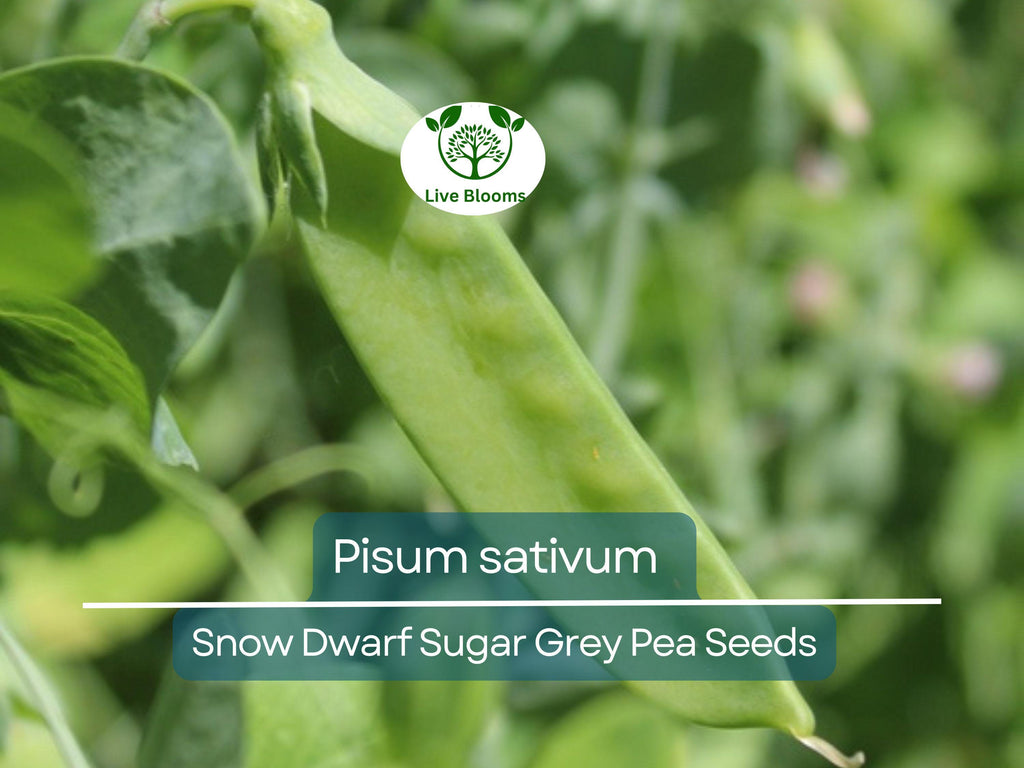 40 Seeds Pea Snow Dwarf Sugar Grey – Pisum sativum | Heirloom Snow Pea Seeds for Planting, Gardening & Crisp Sweet Harvests