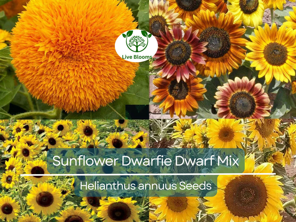 50 Seeds Sunflower Dwarfie Dwarf Mix (Helianthus annuus) Non-GMO, Attracts Butterflies, Bees, Birds & Goldfinches, Mini Sunflowers Garden