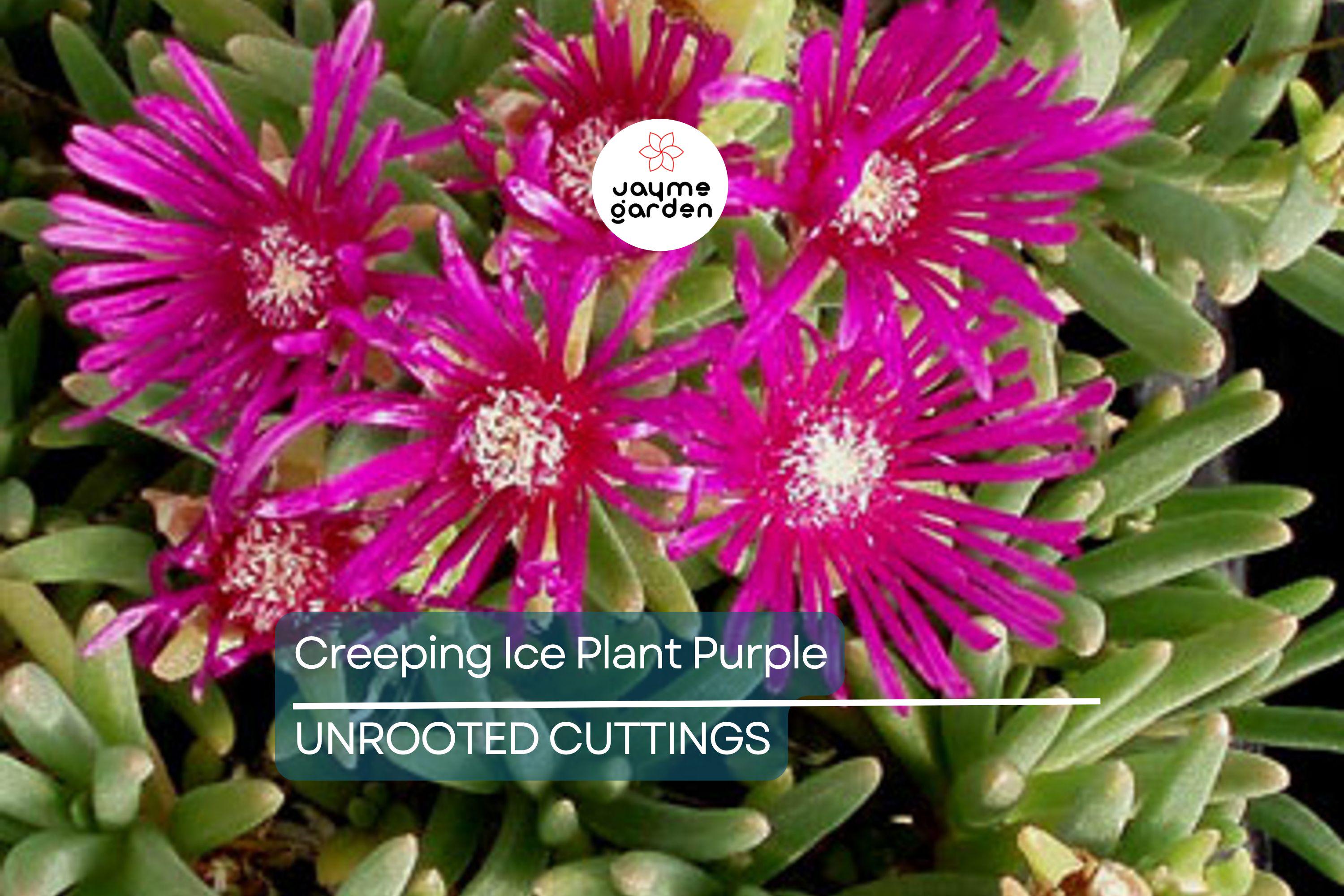 10 Cuttings Creeping Ice Plant | Rare Purple/Pink Blooms | Ground Cover Succulent | Easy to Grow | Drought-Tolerant