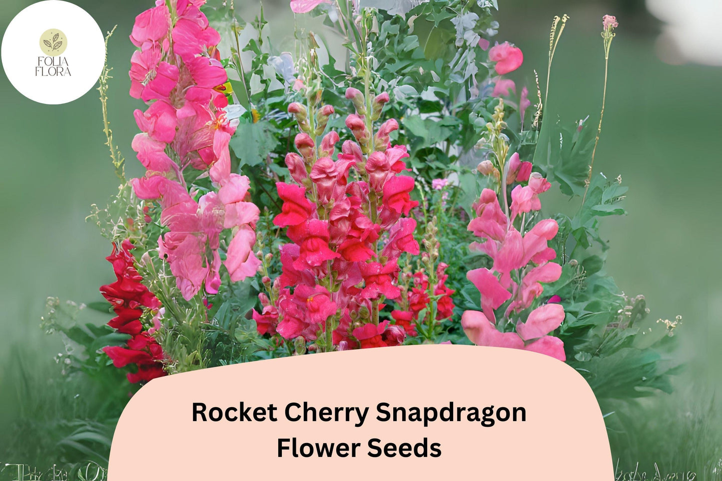 Antirrhinum majus Rocket Cherry Snapdragon Seeds – 1000+ Vibrant Cherry-Red Blooms for Garden & Cut Flowers