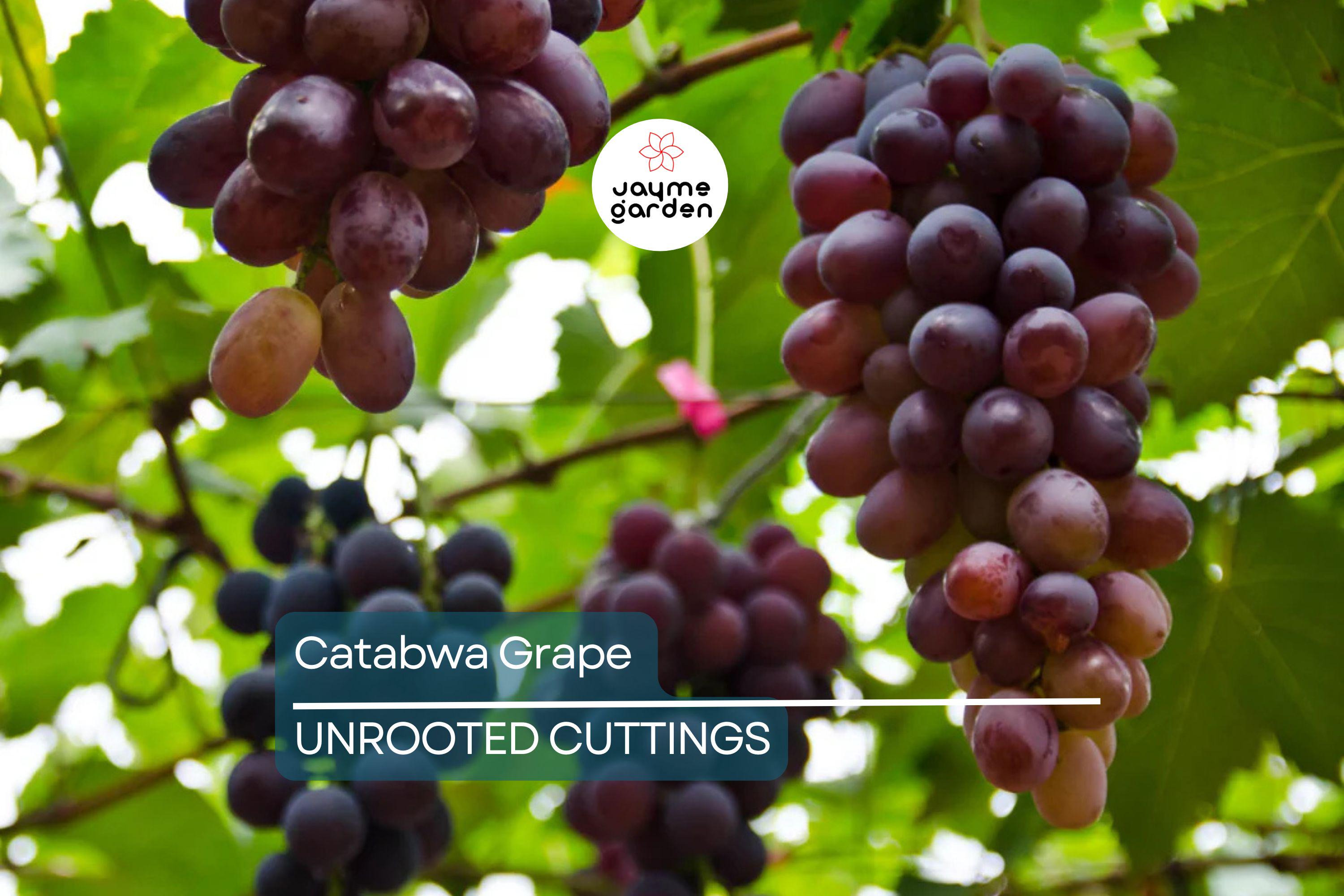 Catawba Grape Vine Cuttings - 7 Fresh 10" Stems (2-3 Nodes) for Rooting/Grafting - 2024 Harvest, Hardy & Productive Vines