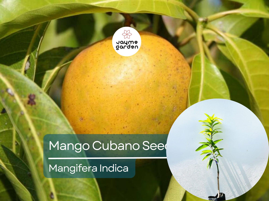 Grafted Cubano Mango Starter Plant Seedling -  Grown in Puerto Rico - Live Tropical Fruit Tree 3′-4′ Tall - Sweet, Juicy Cuban Mangoes