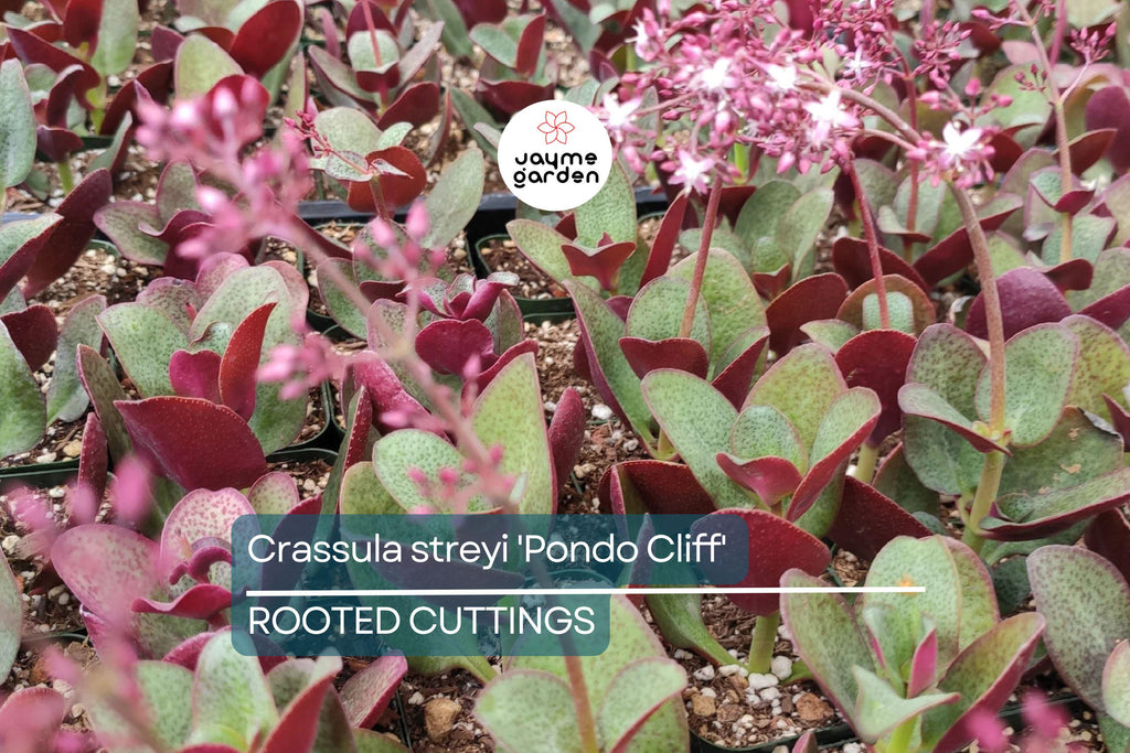 Crassula streyi 'Pondo Cliff' Cutting with 4" Pot & Soil - Succulent Plant, Unique Foliage