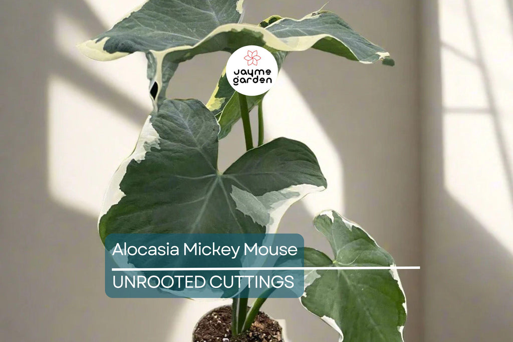 Alocasia Mickey Mouse Plant | Live Plant in 4” Pot | Exact Plant Shown | Unique Variegated Foliage | Indoor Houseplant