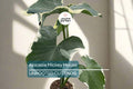 Alocasia Mickey Mouse Plant | Live Plant in 4” Pot | Exact Plant Shown | Unique Variegated Foliage | Indoor Houseplant