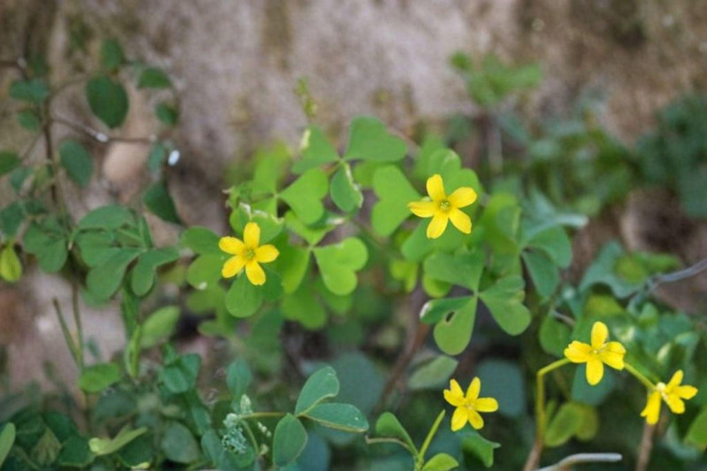 Oxalis Stricta – Yellow Wood Sorrel Seeds | 10 Seeds | Lemon Clover / Sourgrass | Edible Wildflower