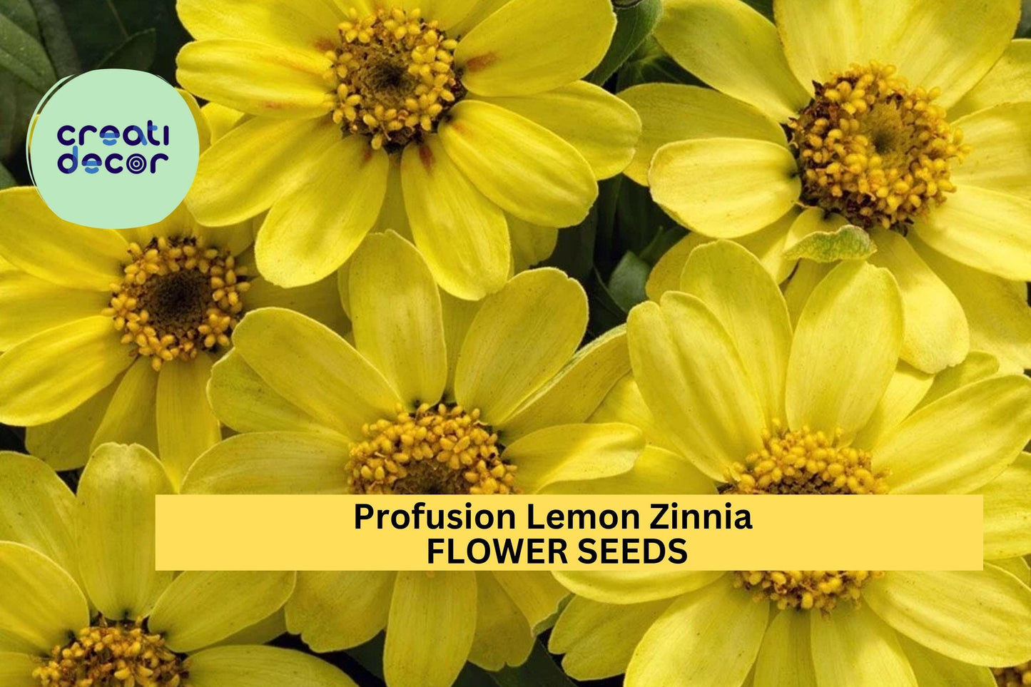 100+ Profusion Lemon Zinnia Seeds – Soft Yellow Blooms for Garden Planting, Compact Annuals for Borders, Beds & Containers – USA