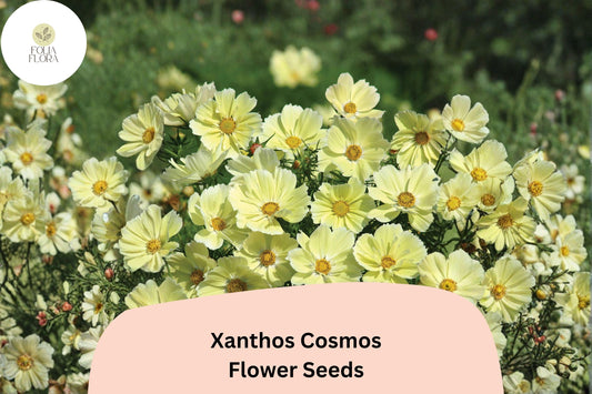 200+ Xanthos Cosmos Seeds | Cosmos bipinnatus Pale Yellow Blooms | Easy Annual Garden Flower for Borders & Pollinators