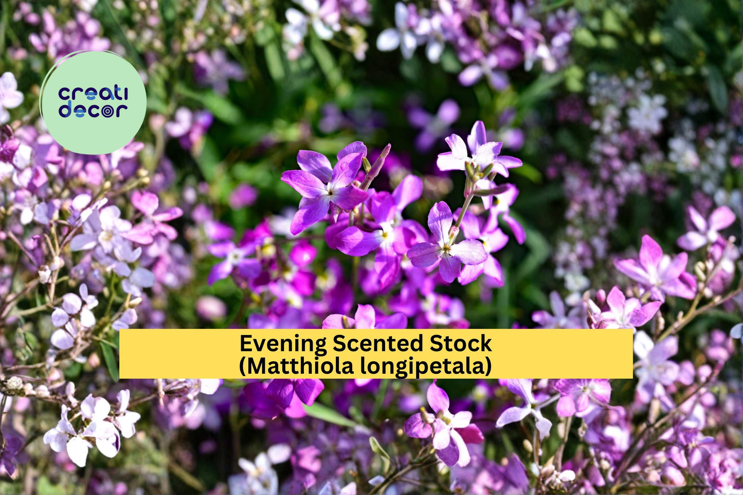Evening Scented Stock Seeds Matthiola longipetala 100 Count Fragrant Night Blooming Garden Flower Seeds