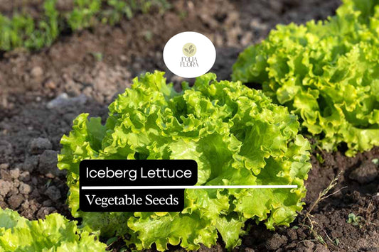 1000 Iceberg Lettuce Seeds – Lactuca sativa – Crisp, Refreshing, Great for Salads, Sandwiches, High-Yield, Non-GMO