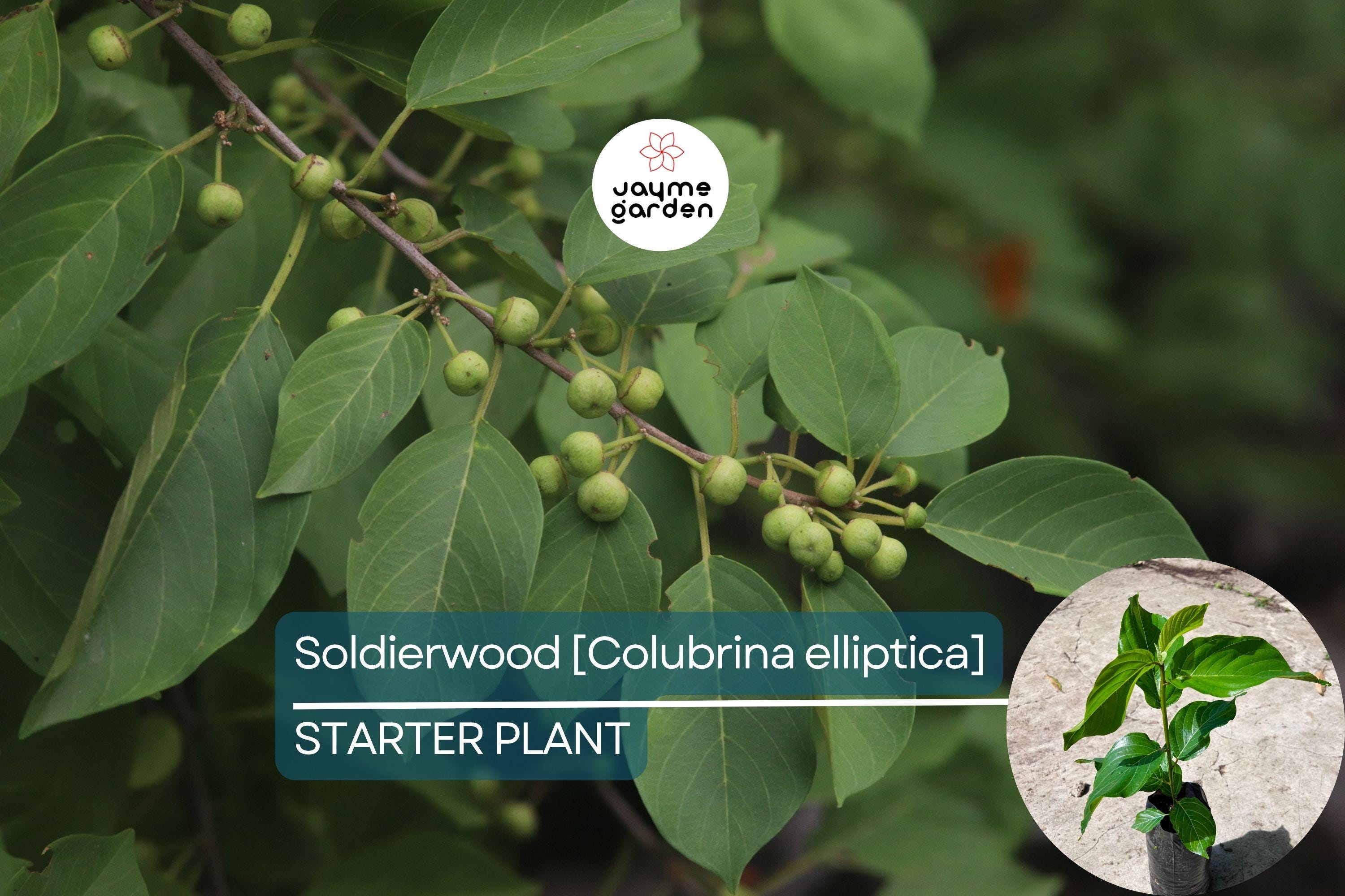 Soldierwood Tree Colubrina Elliptica Live Starter Plant 12-24″ | Wildlife-Friendly Tropical Tree | Hardy Evergreen for Coastal Gardens