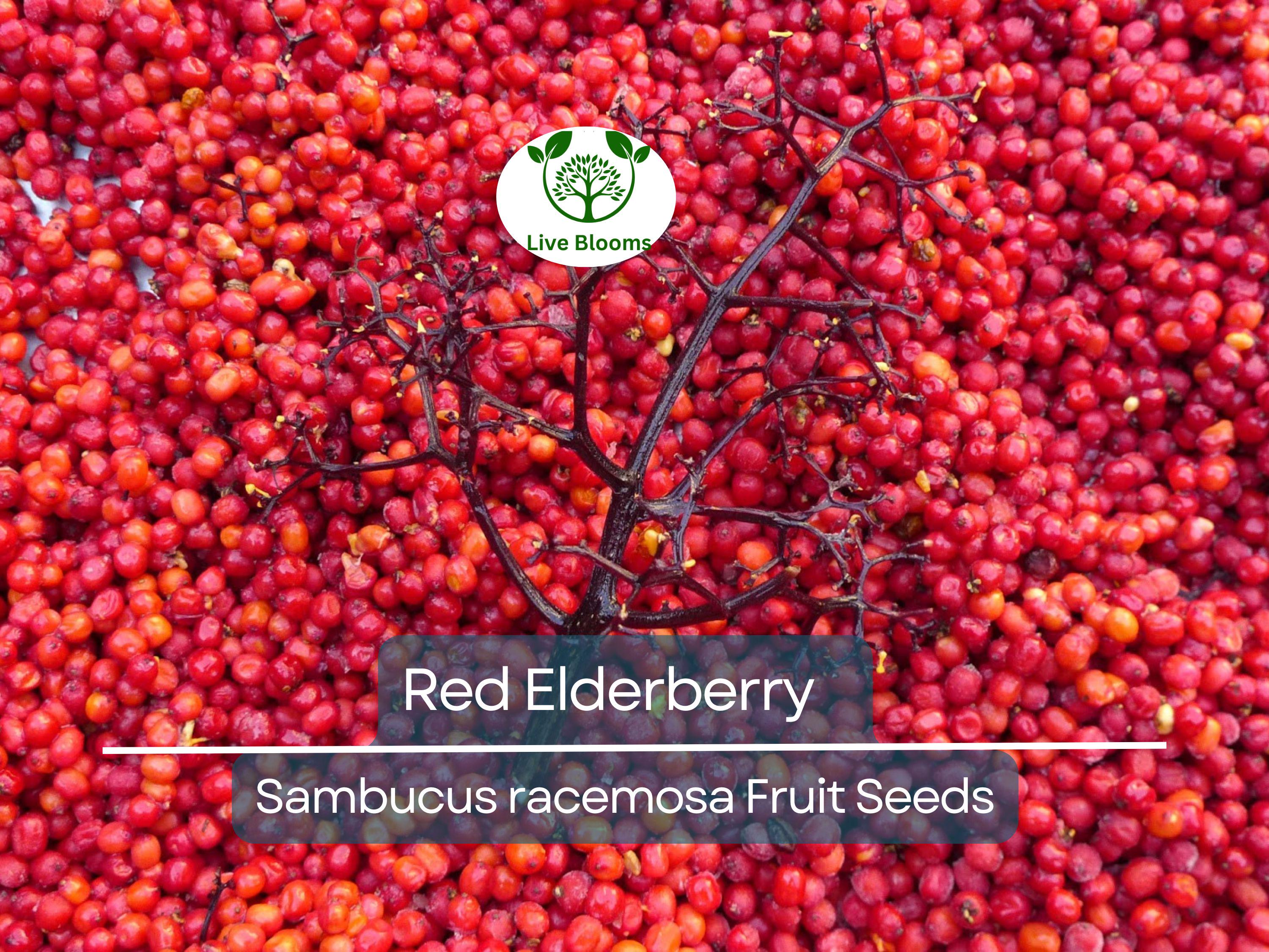 80 Red Elderberry Seeds (Sambucus racemosa), Tree Shrub, Edible Fruit, Berry, Herb, Garden Starter, Wild Elderberry, High Yield Plant