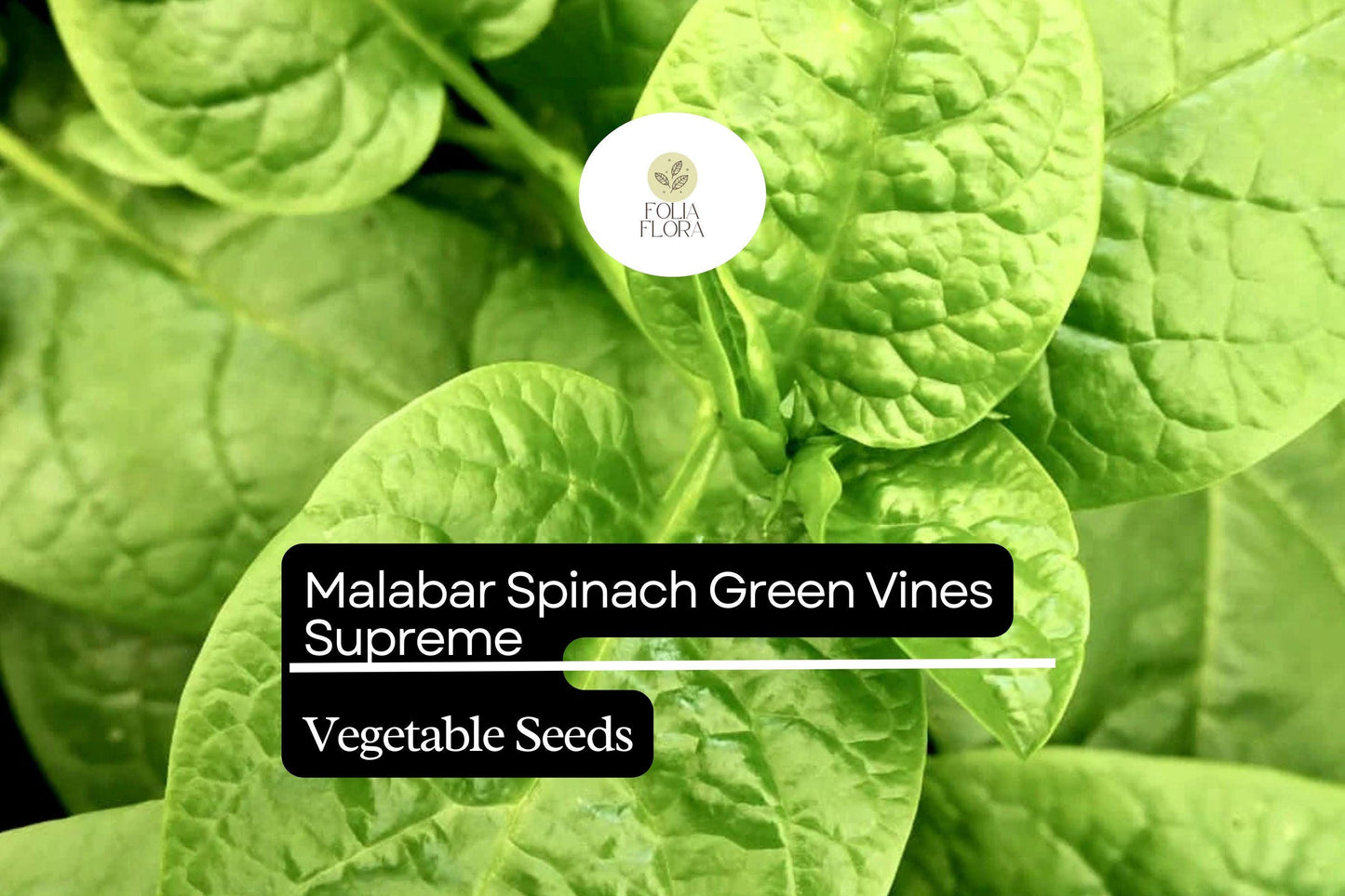 500mg Malabar Spinach Green Vines Supreme Seeds Basella alba | Nutritious, Heat-Tolerant, Climbing, Non-GMO, Fresh Salad Green