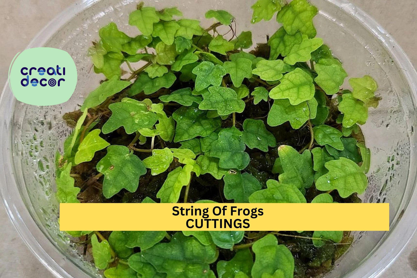 1 String of Frogs Cutting in Propagation Cup | Ficus Pumila Quercifolia | Oak Leaf Mini Creeper | Rooting in Moss