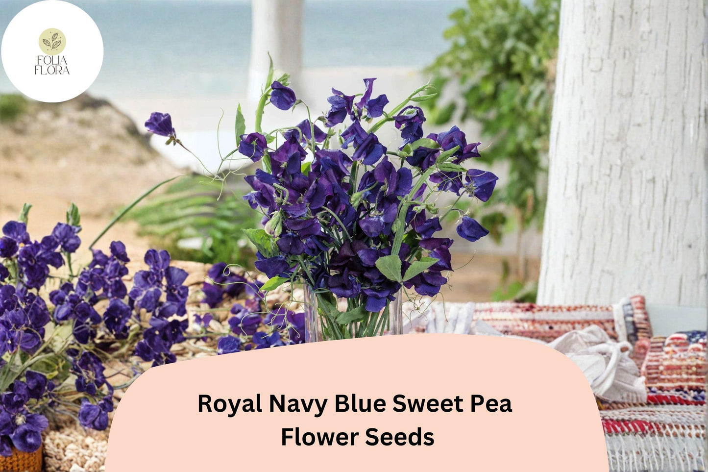 50+ Royal Navy Blue Sweet Pea Seeds | Deep Blue Climbing Flowers for Trellis & Garden