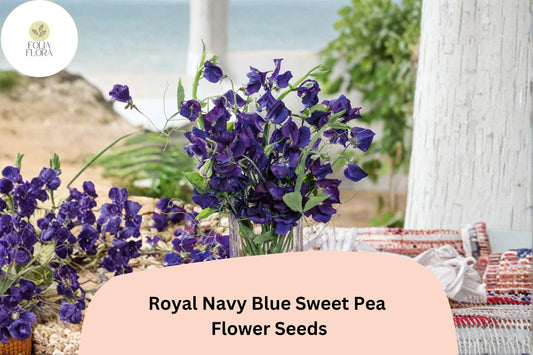 50+ Royal Navy Blue Sweet Pea Seeds | Deep Blue Climbing Flowers for Trellis & Garden