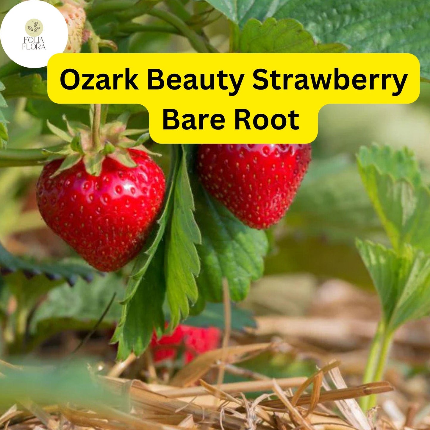 10 Ozark Strawberry Plants | Live Bare Root Everbearing | Fragaria × ananassa Garden Fruit
