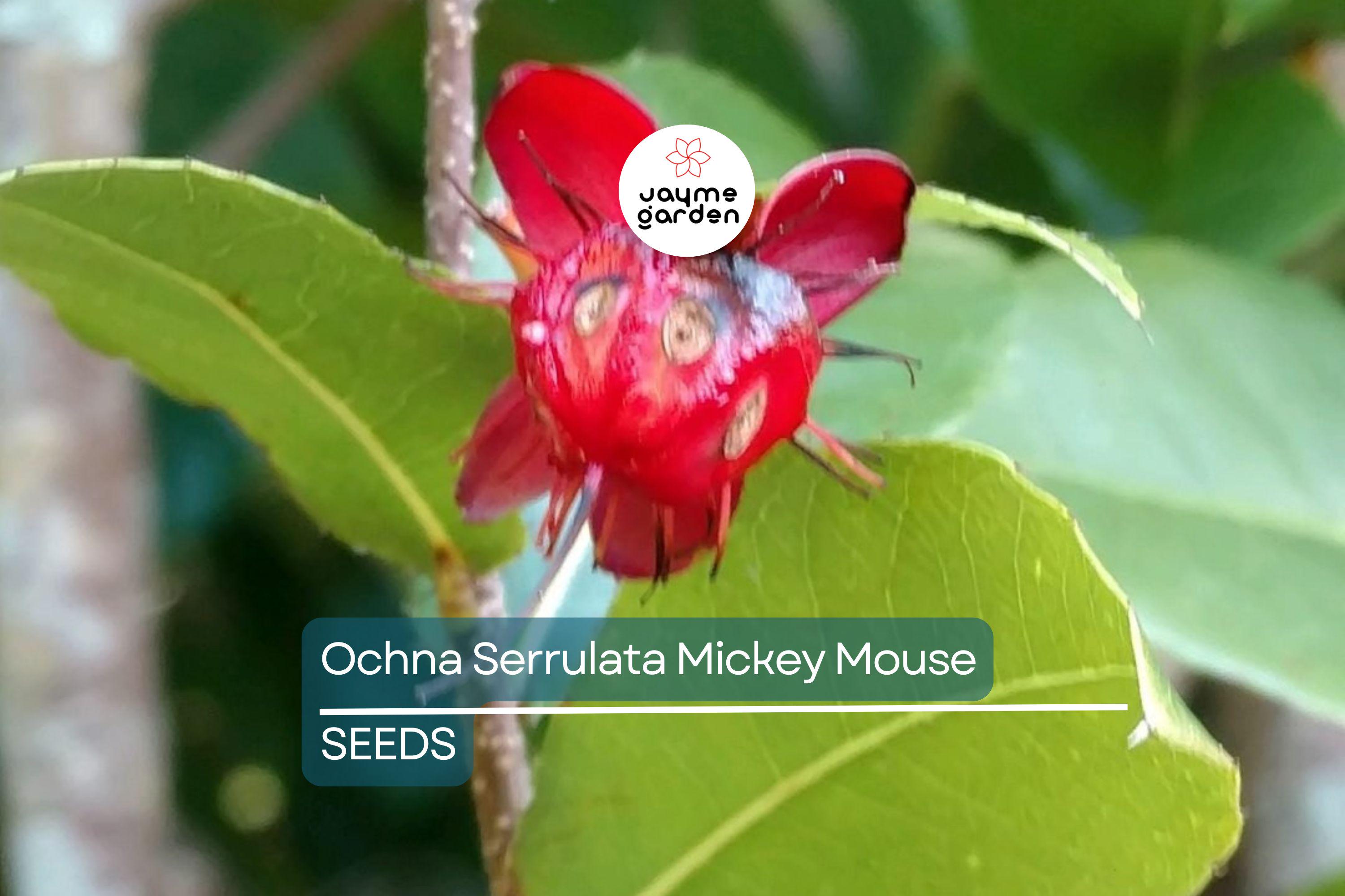 35 Ochna Serrulata Seeds - Mickey Mouse Plant - Yellow Flowers, Bonsai, Tropical Garden, Hardy Zones 9-11