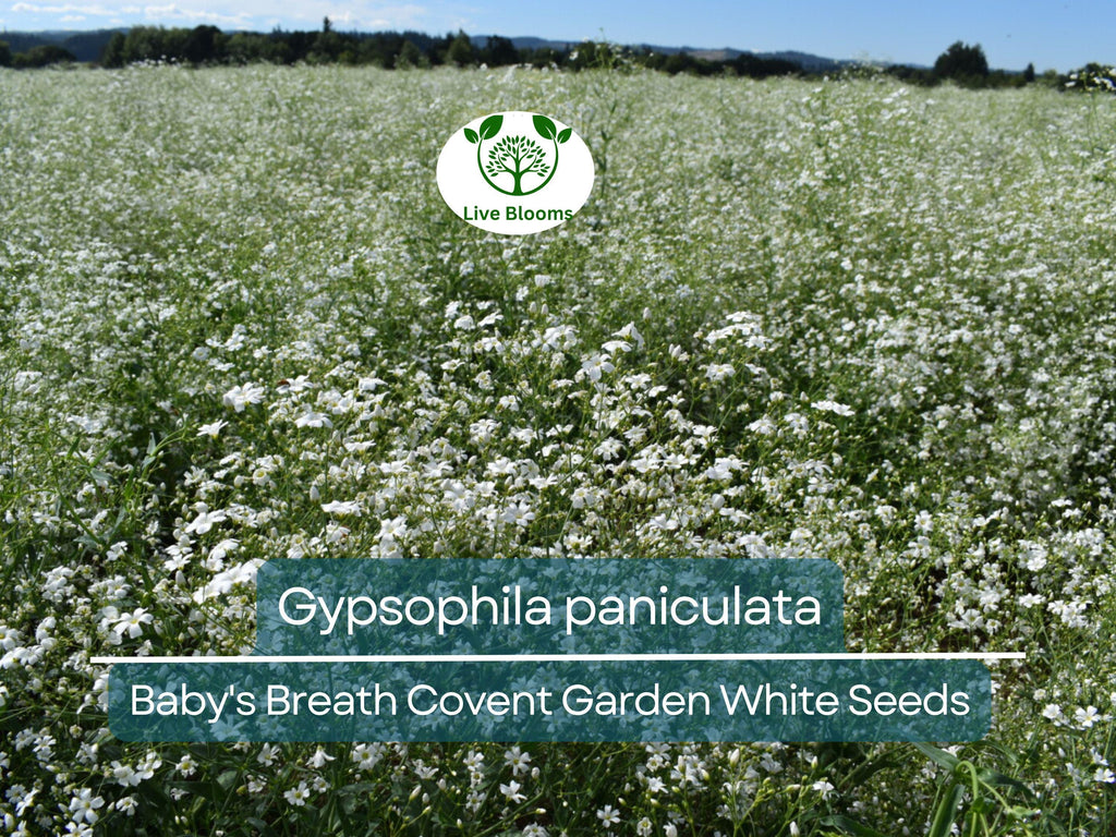 100 Seeds Baby's Breath Covent Garden White (Gypsophila paniculata) - White Flowers for Planting, Wedding, Perennial, Drought Tolerant
