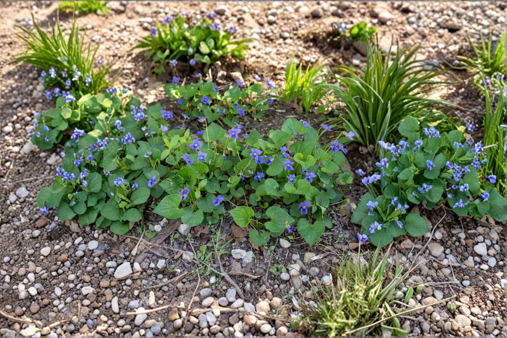 Common Blue Violet – Viola sororia Seeds | 25 Seeds | Native Wildflower | Edible Flower Ground Cover
