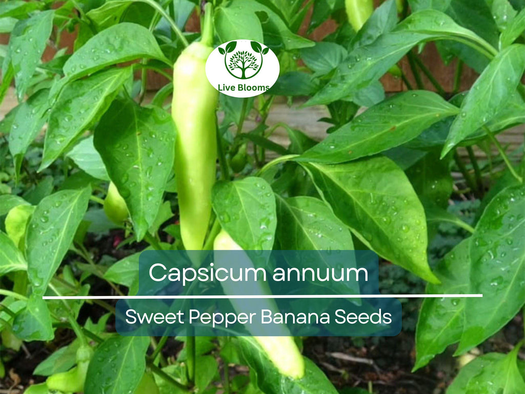 30 Seeds Sweet Pepper Banana (Capsicum annuum) – Mild, Fruity Banana Pepper for Planting, Ideal for Salads, Salsas & Pickling