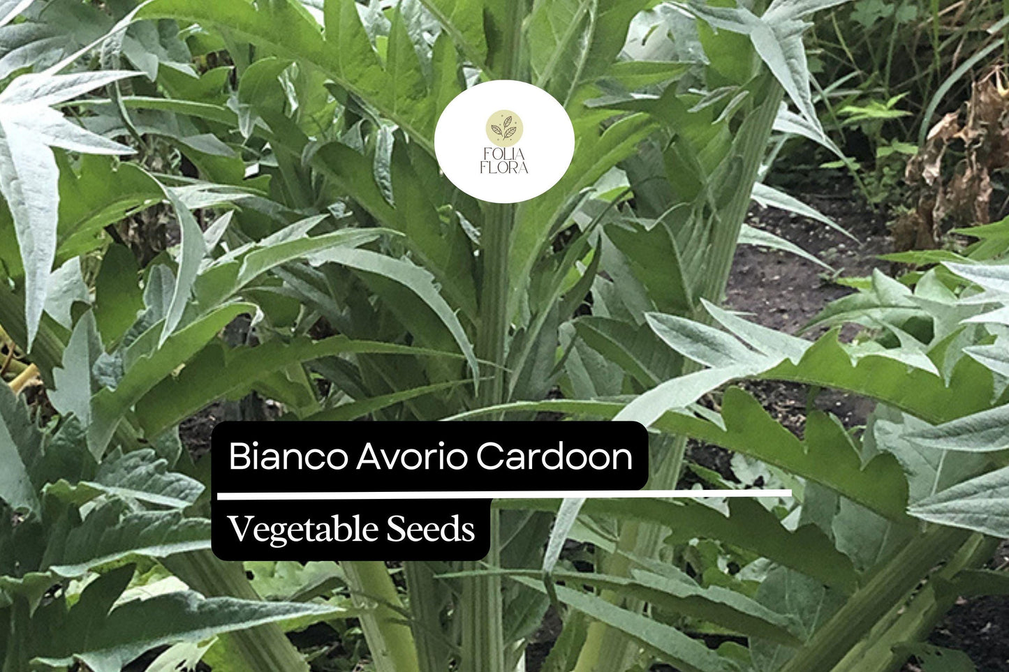 20 Seeds Bianco Avorio Cardoon (Cynara cardunculus) – Unique Edible Ornamental with Tender Stalks