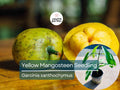 Yellow Mangosteen Starter Plant Seedling - Garcinia xanthochymus Live Fruit Tree 12″-24″ Tall - Sweet & Tangy Tropical Fruit for Garden