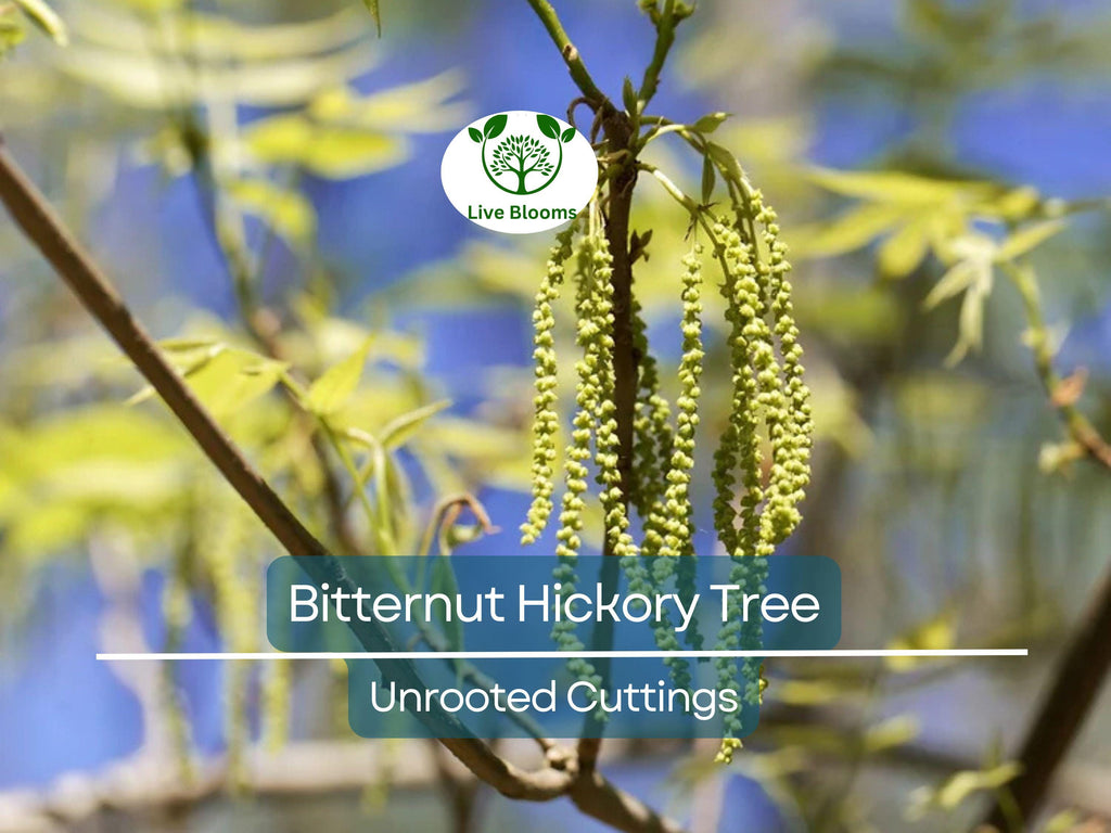 8 Bitternut Hickory Tree Live Cuttings (Carya cordiformis) 8" Long, Healthy Seedling, Hardy Tree for Landscaping, Native North American Tree