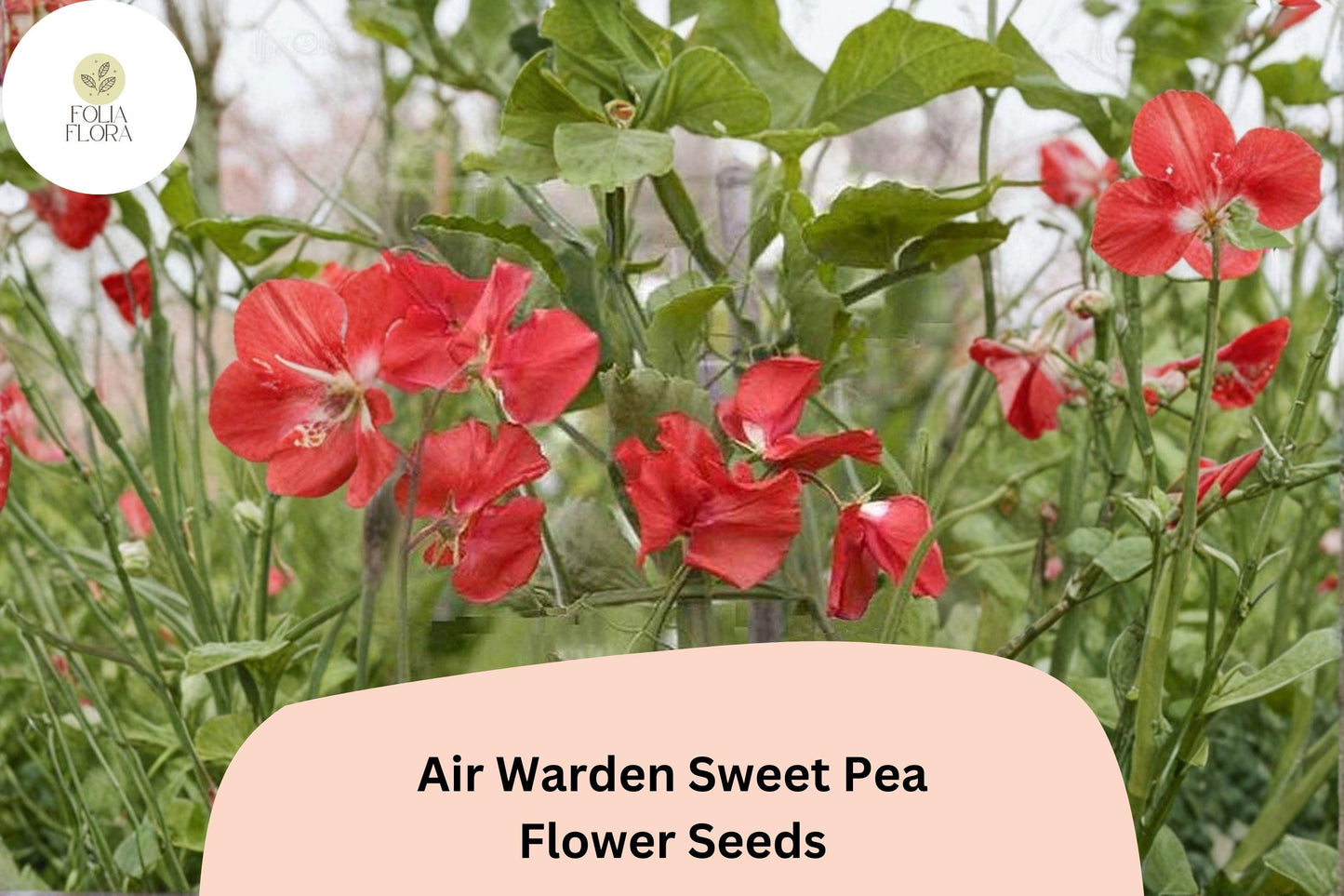 50+ Air Warden Sweet Pea Seeds for Garden Planting | Lathyrus odoratus | Fragrant Annual Climber