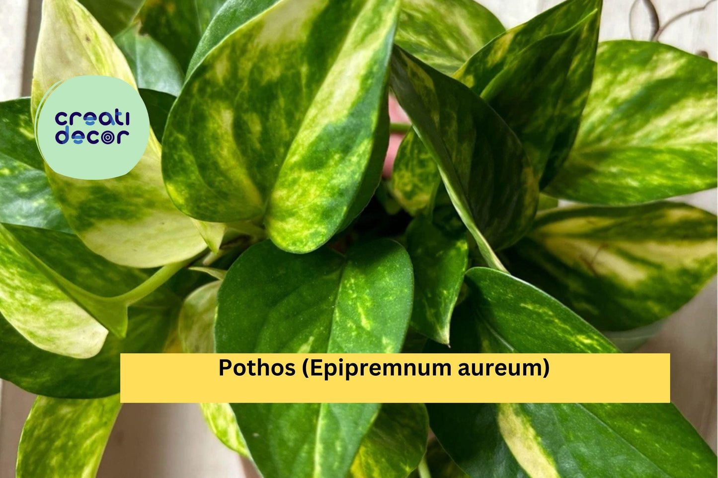 Pothos Cuttings | Set of 10 Live Rooted Starter Plants | Easy Fast-Growing Indoor Vine for Hanging Baskets & Houseplant Décor