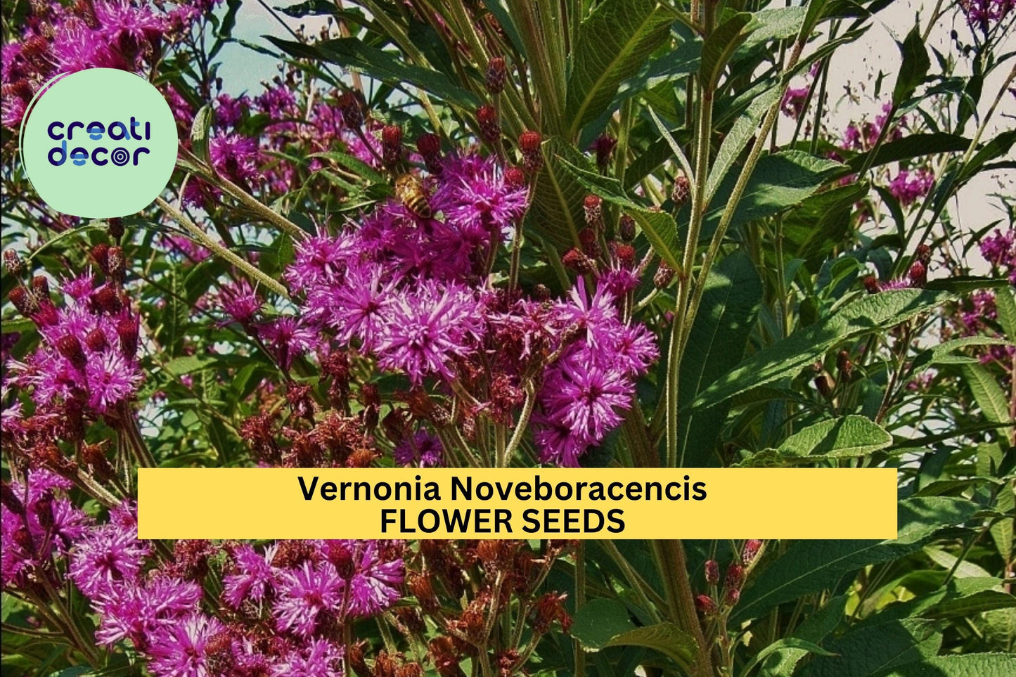 2pcs of 100 seeds Vernonia noveboracensis Seeds – New York Ironweed for Pollinator Gardens, Meadows, or Native Landscapes Seeds for Planting